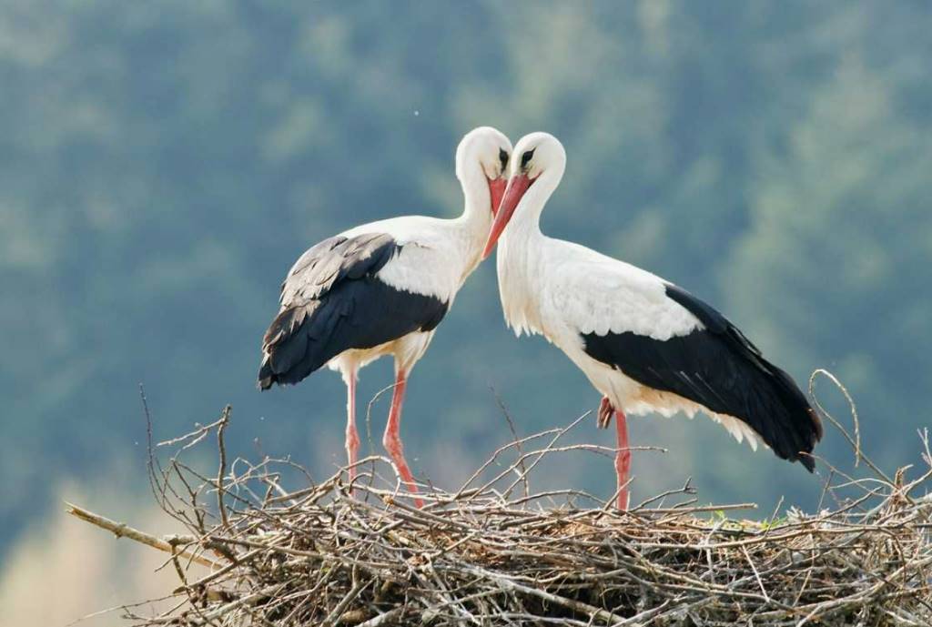 Дукора: Царква Іллі і Вербнае свята – Духоўная Жамчужына Беларусі